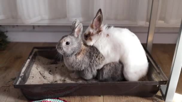 Due Conigli Accoppiano Giocano Processo Riproduttivo Individuo Dominante — Video Stock