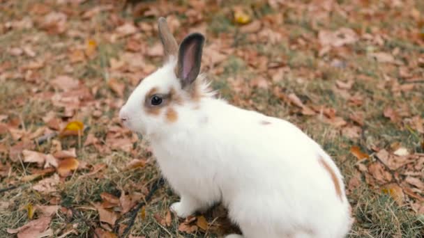 Paesaggio Autunno Piccolo Coniglio Bianco Prato Autunnale Nel Bosco — Video Stock