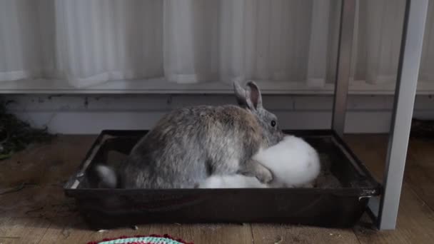 Dos Conejos Aparean Juegan Proceso Reproducción Individuo Dominante — Vídeos de Stock