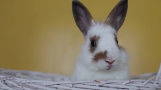 Krásný Zajíček Velikonoční Králík Žlutém Pozadí Nádherní Mazlíčci Roztomilý Malý — Stock video