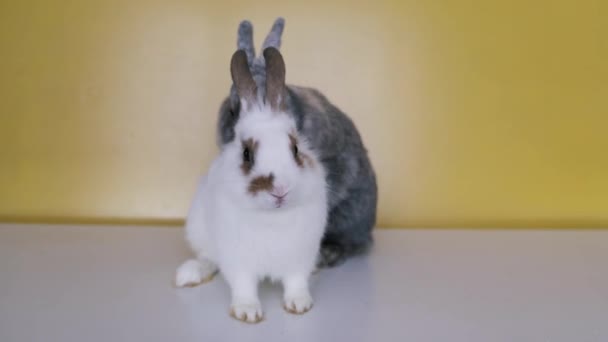 Dos Conejos Aparean Juegan Proceso Reproducción Individuo Dominante — Vídeo de stock