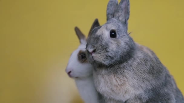 Conejo Encantador Conejo Pascua Sobre Fondo Amarillo Hermosas Mascotas Encantadoras — Vídeo de stock