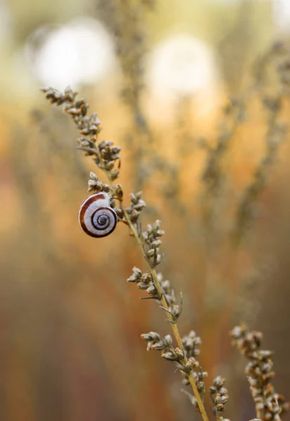 Snail Shells Branches Snails Rays Sunlight Grass Blurred Orange Nature — Stock Photo, Image