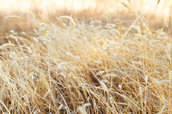 Сухая трава на ветру. Пастельные нейтральные цвета. Земные тона. Абстрактный естественный фон. Естественный бежевый. Пампас трава, семена. Нейтральные цвета. Выборочный фокус. Концепция тенденций.