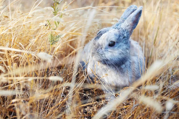 Fluffy grey bunny rabbit sitting on the dry grass over environment natural light background. Furry cute rabbit hare bunny tail wild-animal sitting single at outdoor. Easter animal pet concept.