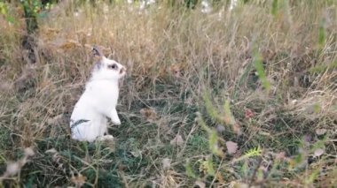 Yaz akşamları yeşil çimlerin üzerinde duran küçük tavşan. Bahçede oynayan genç sevimli tavşan. Bokeh arkaplanı.