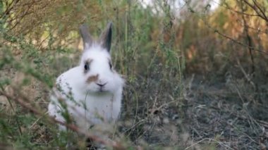 Paskalya tavşanı çayırda ot yiyor. Yeşil çimlerin üzerinde oynayan sevimli küçük beyaz tavşan. Paskalya Günü konsepti.