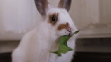 Küçük beyaz tavşan, 6 aylık, tavşancık yeşil yaprak yiyor - hayvan maması ve hayvan konsepti.