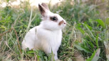 Paskalya tavşanı çayırda ot yiyor. Yeşil çimlerin üzerinde oynayan sevimli küçük beyaz tavşan. Paskalya Günü konsepti.