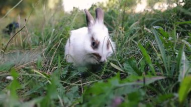 Paskalya tavşanı çayırda ot yiyor. Yeşil çimlerin üzerinde oynayan sevimli küçük beyaz tavşan. Paskalya Günü konsepti.