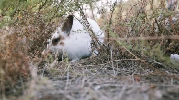 Coniglio Scavare Nel Terreno Giardino — Video Stock