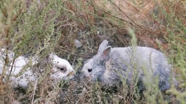 Kleines Kaninchen Steht Sommerabend Auf Grünem Gras Junge Entzückende Hasen — Stockvideo