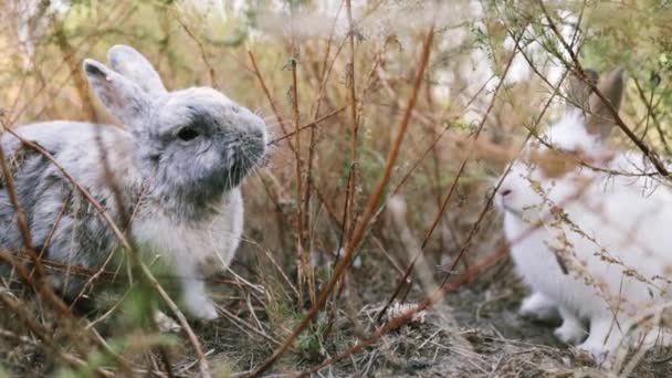 イースター バニーが草を食べる 緑の草の上で遊ぶ愛らしい小さな白いウサギ イースターデイコンセプト — ストック動画
