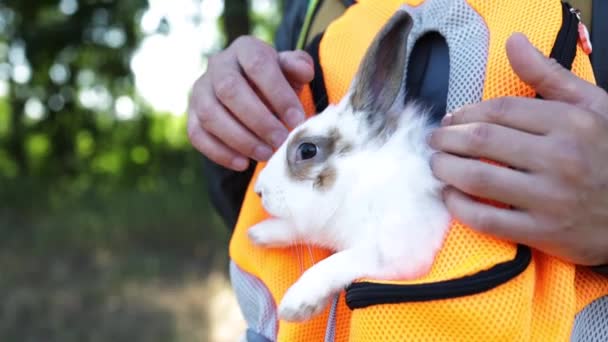 Conejo Blanco Caminando Aire Libre Retrato Cercano Viajero Con Conejo — Vídeos de Stock