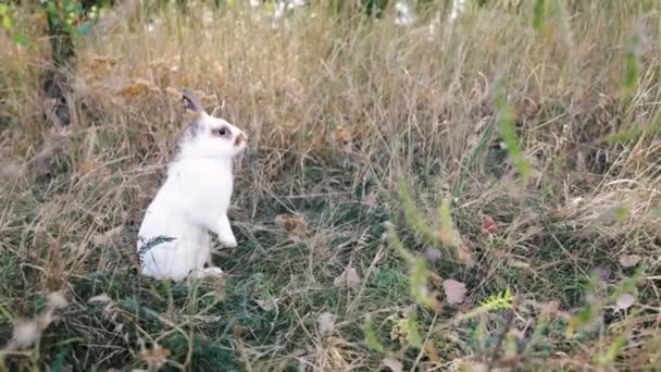 Маленький Кролик Стоїть Зеленій Траві Літній Вечірній День Молодий Чарівний — стокове відео