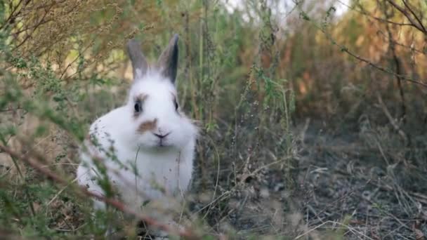 复活节兔子在草地上吃草 可爱的小白兔在绿草上玩耍 复活节的概念 — 图库视频影像