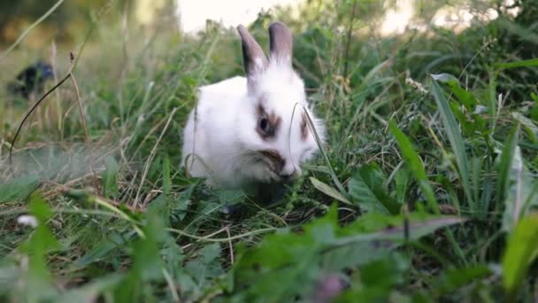 Великодній Кролик Їсть Траву Лузі Чарівний Маленький Білий Кролик Грає — стокове відео