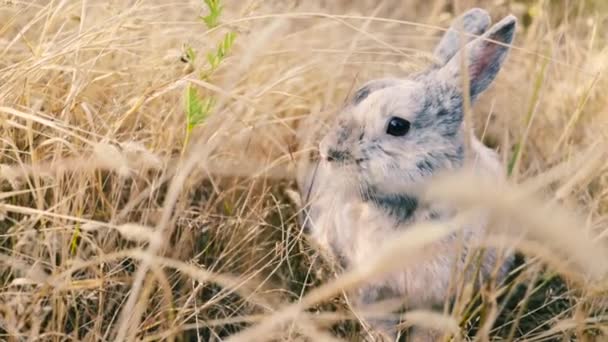 Пасхальный Кролик Ест Траву Лугу Очаровательный Маленький Белый Кролик Играет — стоковое видео