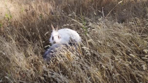 Pequeño Conejo Pie Sobre Hierba Verde Día Tarde Verano Joven — Vídeos de Stock