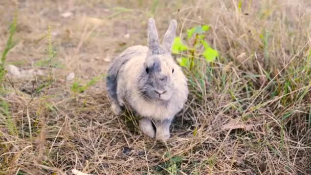 Pequeño Conejo Pie Sobre Hierba Verde Día Tarde Verano Joven — Vídeos de Stock