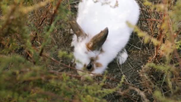 庭で地面を掘るウサギ — ストック動画
