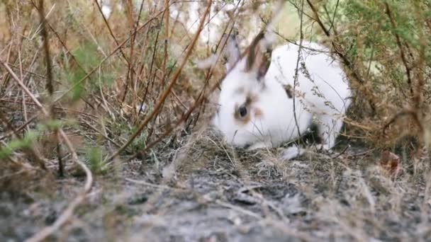 庭で地面を掘るウサギ — ストック動画