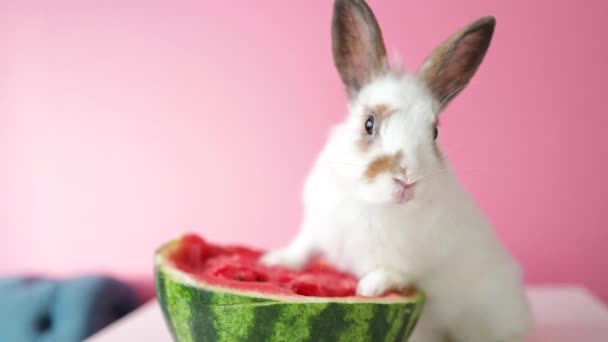 White Funny Rabbit Bunny Sitting Watermelon Studio — Stock Video