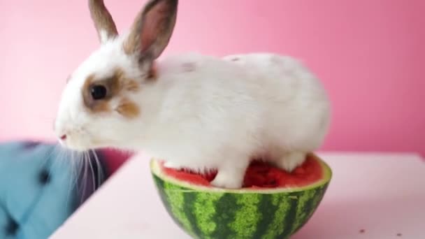 Weiße Lustige Hasenschaukel Auf Wassermelone Studio — Stockvideo