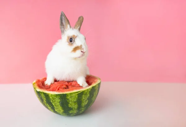 Konijn Watermeloen Roze Achtergrond Pasen Vakantie Concept — Stockfoto