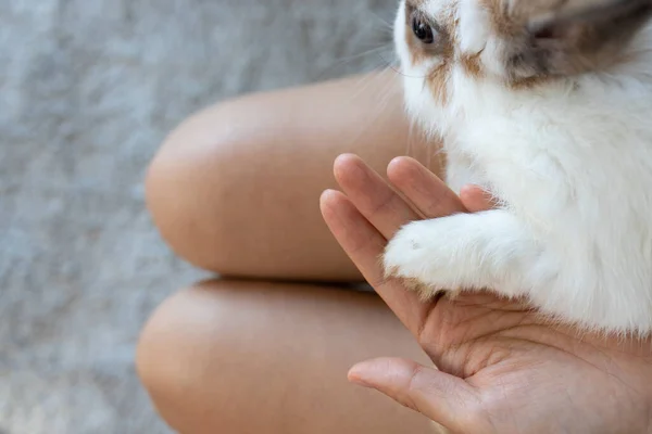 Young pup rabbit in hands. Close up little baby white rabbit\'s paw. A girl strokes a rabbit.
