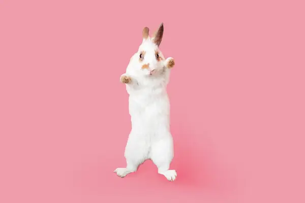 Zdravý Krásný Bílý Zajíček Velikonoční Králík Vstát Dvou Nohou Růžovém — Stock fotografie