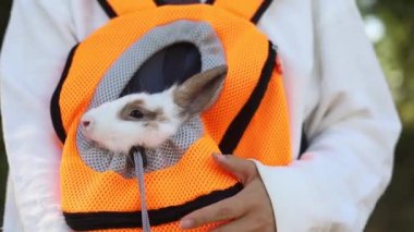 Beyaz tavşan temiz havada yürüyor. Tavşanlı Asyalı bir çocuğun yakın portresi. Sırt çantasında oturan tavşan..