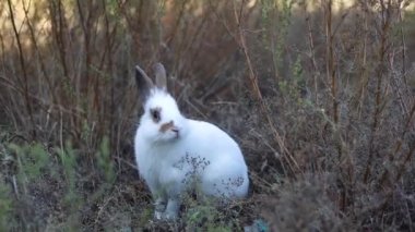 Yaz günü yeşil çimlerin üzerinde duran küçük beyaz tavşan. Bahçede oynayan sevimli tavşan. 