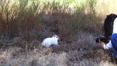 Yaz günü yeşil çimlerin üzerinde duran küçük beyaz tavşan. Bahçede oynayan sevimli tavşan. 
