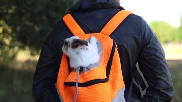 Conejo Blanco Caminando Aire Libre Retrato Cercano Viajero Con Conejo — Vídeos de Stock