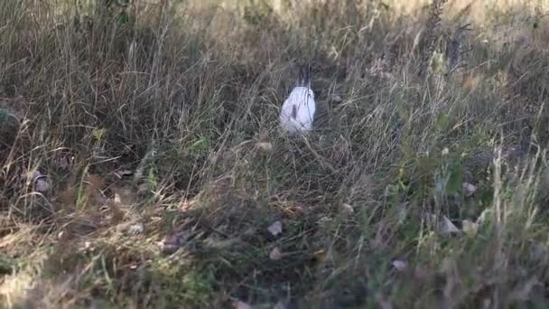 Conejo Pascua Comiendo Una Hierba Prado Adorable Conejito Blanco Jugando — Vídeos de Stock