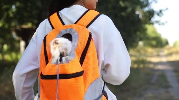 Conejo Blanco Caminando Aire Libre Retrato Cercano Una Niña Asiática — Vídeos de Stock
