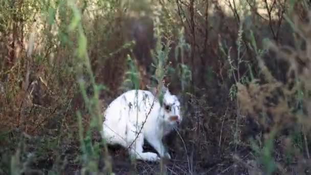 Osterhase Frisst Gras Auf Der Wiese Entzückendes Kleines Weißes Kaninchen — Stockvideo