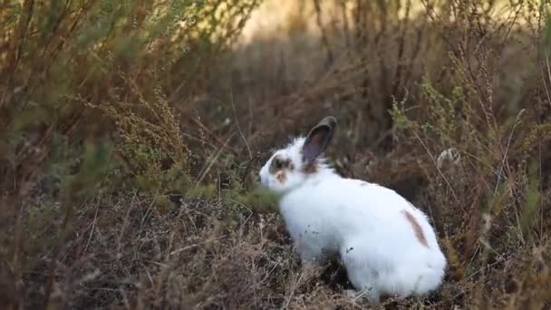 Conejo Pascua Comiendo Una Hierba Prado Adorable Conejito Blanco Jugando — Vídeos de Stock