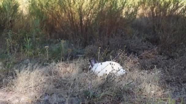 イースター バニーが草を食べる 緑の草の上で遊ぶ愛らしい小さな白いウサギ イースターデイコンセプト — ストック動画