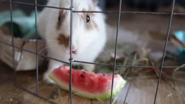 Kaninchen Essen Wassermelone Drinnen Tier Futter Gemüsekonzept — Stockvideo
