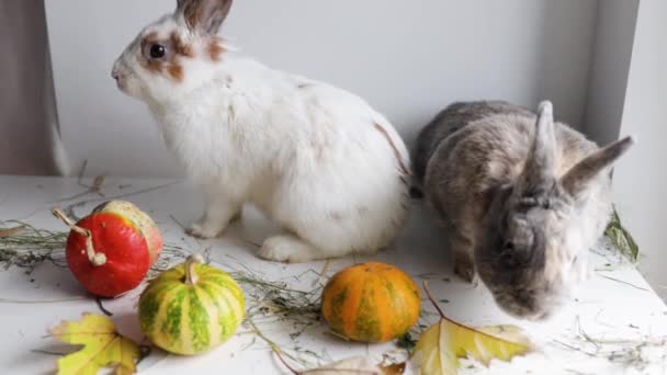 白い背景に2つのかわいいウサギとカボチャ ハッピーハロウィン — ストック動画