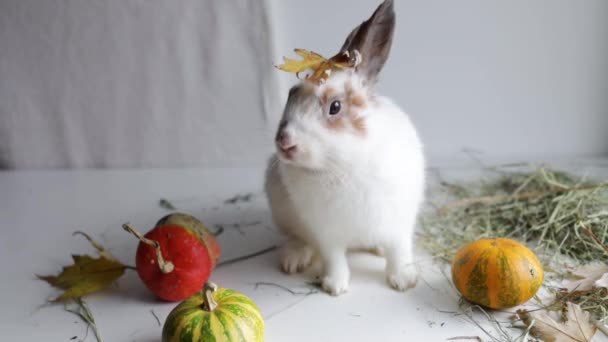 Белый Кролик Тыквой Желтыми Осенними Листьями Хэллоуин Хэллоуин — стоковое видео