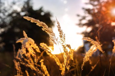Beyaz çiçeklerle bulanık ve arka planda bulanık yeşil. Kalın bir alan derinliği. Güzel sonbahar doğa arka planı.