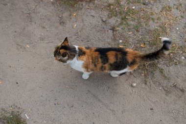 Sokakta omuz çizgisi olmayan bir kedi. Terk edilmiş evsiz kedi. Sokaktaki evcil hayvan.