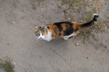 Sokakta omuz çizgisi olmayan bir kedi. Terk edilmiş evsiz kedi. Sokaktaki evcil hayvan.