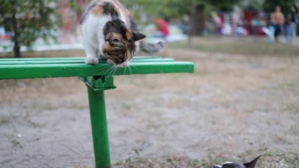 Sokak Kedisi Sokakta Küçük Bir Köpekle Buluşuyor Kisi Dost Gibi — Stok video