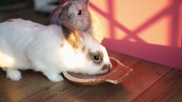 Tavşanlar Yemek Yiyor Beyaz Gri Tavşanlar Kameraya Bakıyor Yemek Yiyor — Stok video