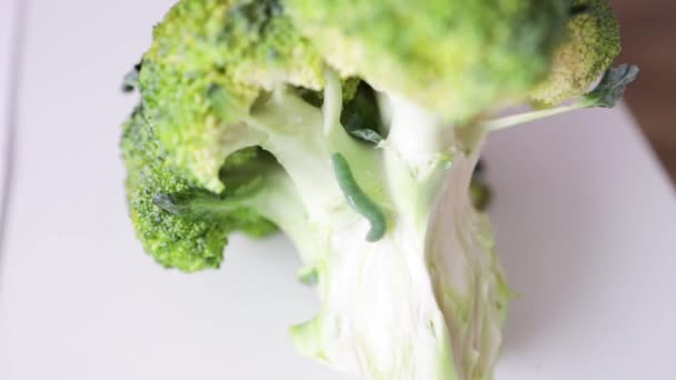 花椰菜上的毛毛虫宏观射击 在食肉植物上爬行的绿色卷心菜蠕虫 宏观画面 — 图库视频影像