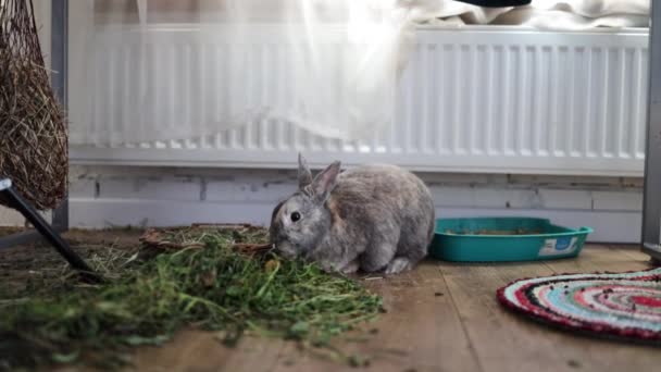 Piccolo Coniglio Grigio Coniglio Mangiare Masticare Foglia Verde Animali Cibo — Video Stock
